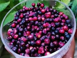 Sherbet Berry (Falsa)